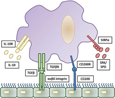 Innate Immune Cell Suppression and the Link With Secondary Lung Bacterial Pneumonia